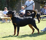 6-9 FEMALES: 0263 Port City Kate Vom Rivendell VP4