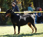 OPEN FEMALES: 0181 Zara Von Der Scherau V3