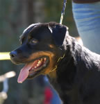 OPEN FEMALES: 0184 Zara Von Der Scherau V3