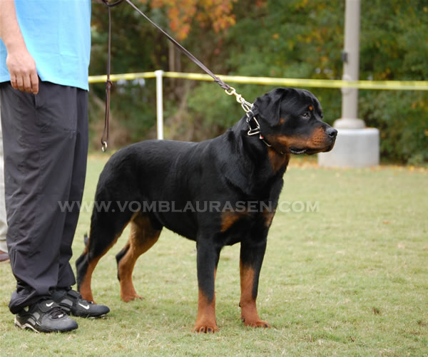 darkstarr rottweilers