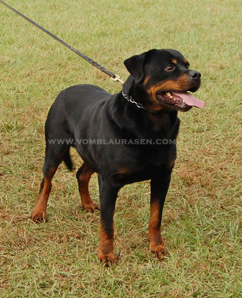 ROTTWEILER MALES WORKING CLASS Pictures | AIRK National Sieger Show 2009