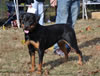 0380 Tazmos Cheyenne Vom Haus Hedl SG