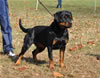 0416 Funf Von Der Stark  SG