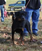 0175 Xelas Tennessee Dream Girl Ziva P