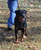 0176 Xelas Tennessee Dream Girl Ziva P