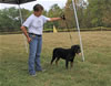 4-6 month FEMALES: 094 SLs Aarika Vom Hause Werner VP3