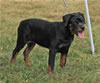 4-6 month FEMALES: 095 SLs Aarika Vom Hause Werner VP3