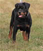 4-6 month FEMALES: 097 SLs Aarika Vom Hause Werner VP3