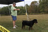 4-6 month FEMALES: 100 LandL Astrid Von Der Brunhilde VP2