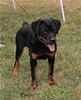 4-6 month FEMALES: 103 LandL Astrid Von Der Brunhilde VP2