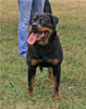 6-9 month FEMALES: 129 Callie Von Der Kuhlen Kante VP