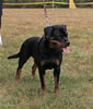 9-12 month FEMALES: 148 Zorion Von Der Alten Festung VP2