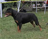 9-12 month FEMALES: 154 Addie Vom Hause Hudson VP1