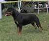9-12 month FEMALES: 155 Addie Vom Hause Hudson VP1