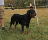9-12 month MALES: 014 Axis Vom Hause Hudson VP4
