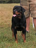 9-12 month MALES: 015 Axis Vom Hause Hudson VP4