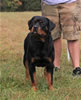 9-12 month MALES: 016 Axis Vom Hause Hudson VP4