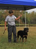 9-12 month MALES: 025 Quazaar Vom Drakkenfels VP3