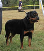 9-12 month MALES: 026 Quazaar Vom Drakkenfels VP3