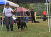 9-12 month MALES: 027 Quazaar Vom Drakkenfels VP3