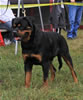 9-12 month MALES: 027a Quazaar Vom Drakkenfels VP3