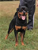 9-12 month MALES: 040 Tiger Von Schosher P