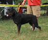9-12 month MALES: 044 Ketelhaus Ruff Ryder P