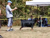 0890 Champion Males