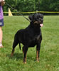 Open Females: 0680 Perlita Crni Lotos V3