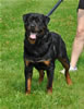 18-24 month males: 0370 Dezal Von Baltmannsweiler G3