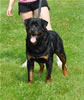 18-24 month males: 0372 Dezal Von Baltmannsweiler G3