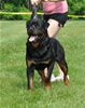 18-24 month males: 0373 Dezal Von Baltmannsweiler G3