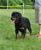 18-24 month males: 0384 Axis Vom Hause Hudson SG2