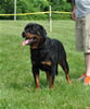 18-24 month males: 0385 Axis Vom Hause Hudson SG2