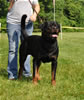 Open males: : 0586 Neo Von Kafthaus SG
