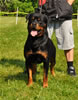 Open males: : 0607 Zivan Von Der Janvari V2