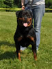 Open males: : 0612 Able Von Der Siegbach SG