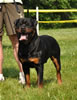 Open males: : 0621 Misha Vom Keiser Wappen V3