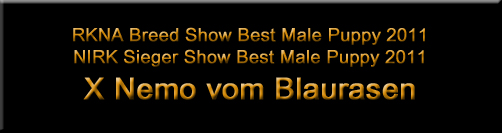X Nemo vom Blaurasen - rottweiler males