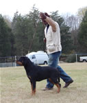 12-18 MONTH FEMALES: 1021 Nadira Crni Lotos SG2