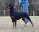 12-18 MONTH FEMALES: 1032 Asta Vom Solbakken SG4