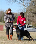 CHAMPION FEMALES: 1524 Queen La Diva Von Evman V2 Champion Females
