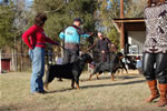 KENNEL GROUP: 0001 Von Evman Rottweilers 2nd