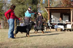 KENNEL GROUP: 0002 Von Evman Rottweilers 2nd