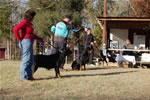 KENNEL GROUP: 0003 Von Evman Rottweilers 2nd