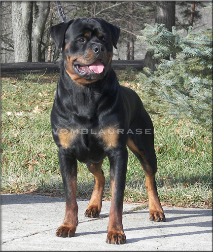 Kayara Flash vom Blaurasen   |   Sire:  Streitwein Doctor Wotan Kayara   Dam: Maya von Herrschaft, rottweilers