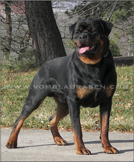 Kayara Flash vom Blaurasen   |   Sire:  Streitwein Doctor Wotan Kayara   Dam: Maya von Herrschaft, rottweiler stud dog