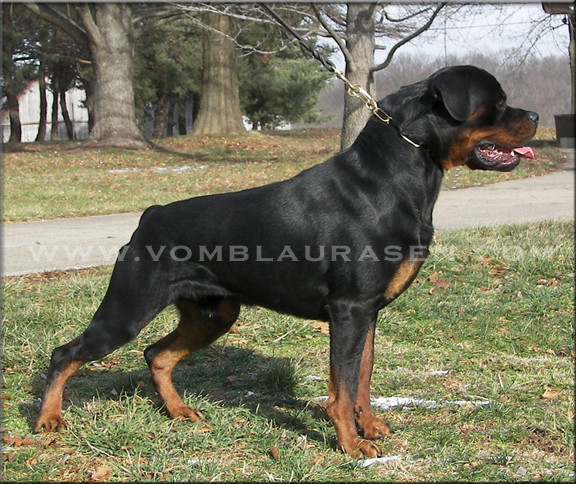 Kayara Flash vom Blaurasen   |   Sire:  Streitwein Doctor Wotan Kayara   Dam: Maya von Herrschaft, rottweiler stud dog