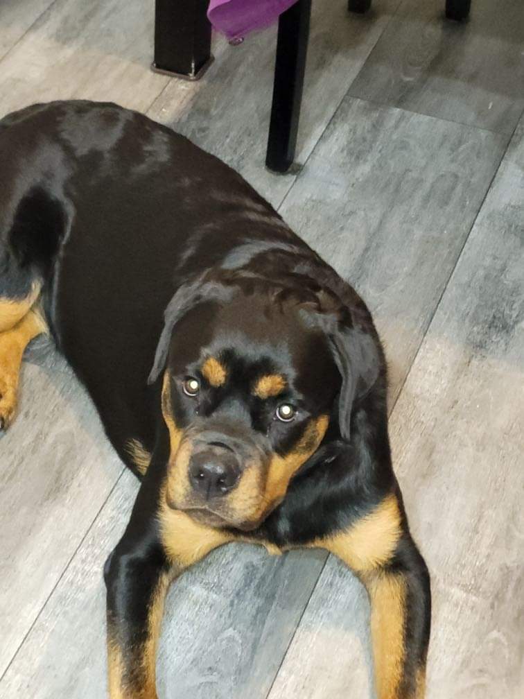 youth rottweiler for sale