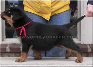 rottweiler puppies, #rottweiler puppies